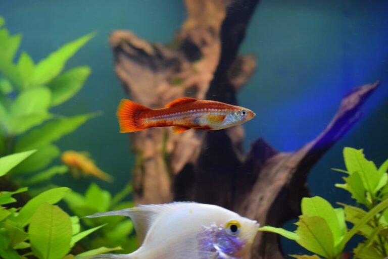 10 Hardiest Fish for New Aquariums