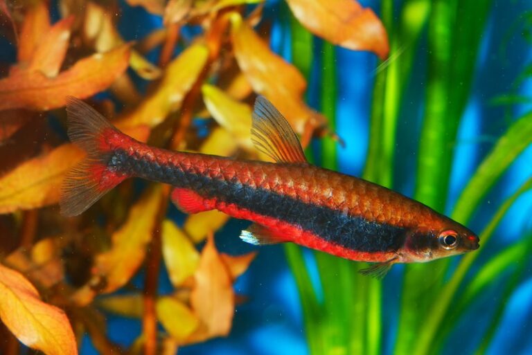 10 Most Colorful Freshwater Fish for Your Aquarium