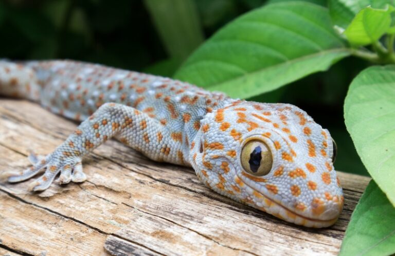 10 Reptiles with the Most Striking Eyes - Your House Pet
