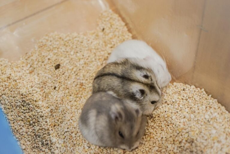 Image showcasing 10 Fun Facts About Hamster Behavior