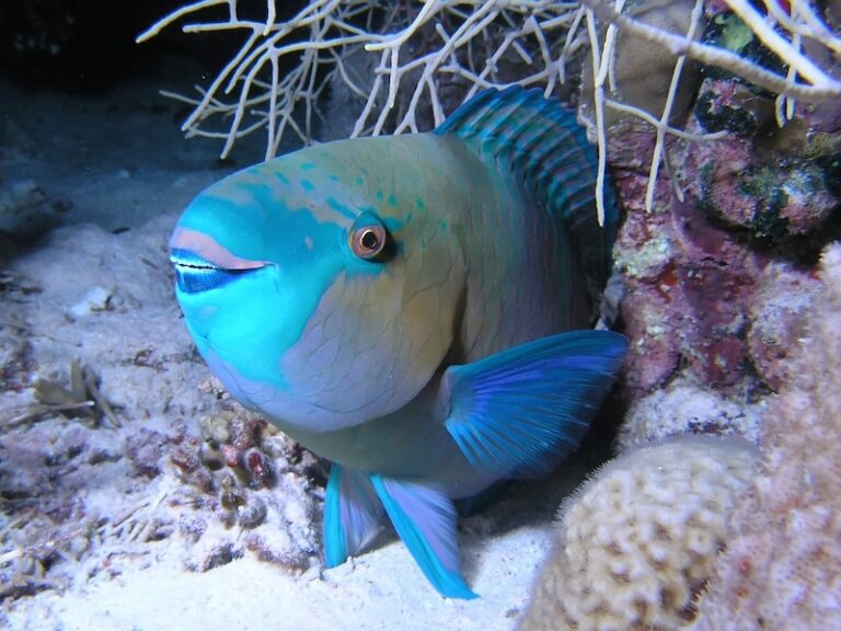 10 Fish Species That Change Genders