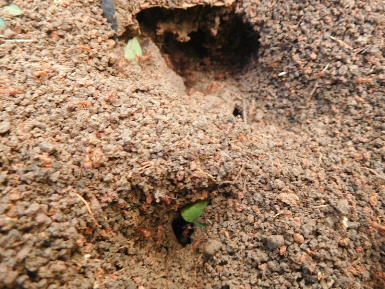 10 Insects That Create Stunning Structures