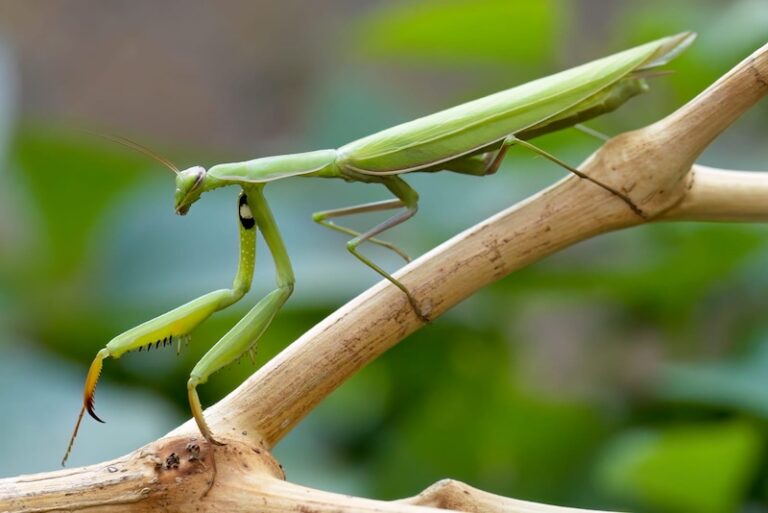 10 Insects with the Most Unique Mating Rituals
