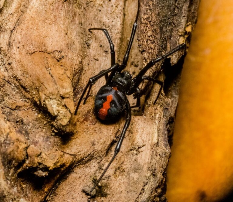 Red Back Insects 10 Insects with the Most Unique Mating Rituals