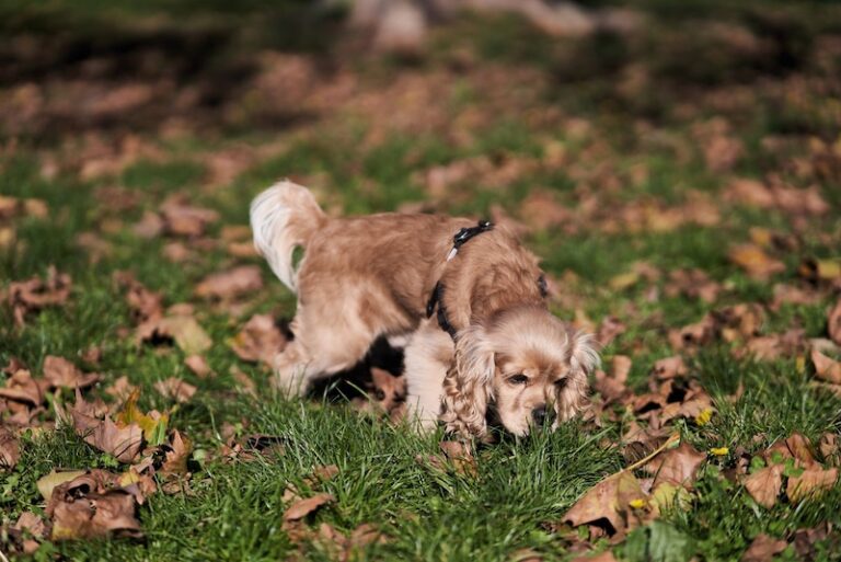 10 Interesting Facts About Cocker Spaniels 