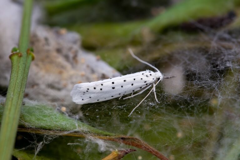 10 Things You Didn't Know About Moths