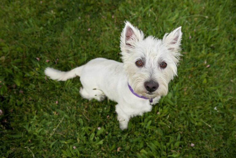 15 Dog Breeds that Shed the Least - Dogs That Shed Rarely