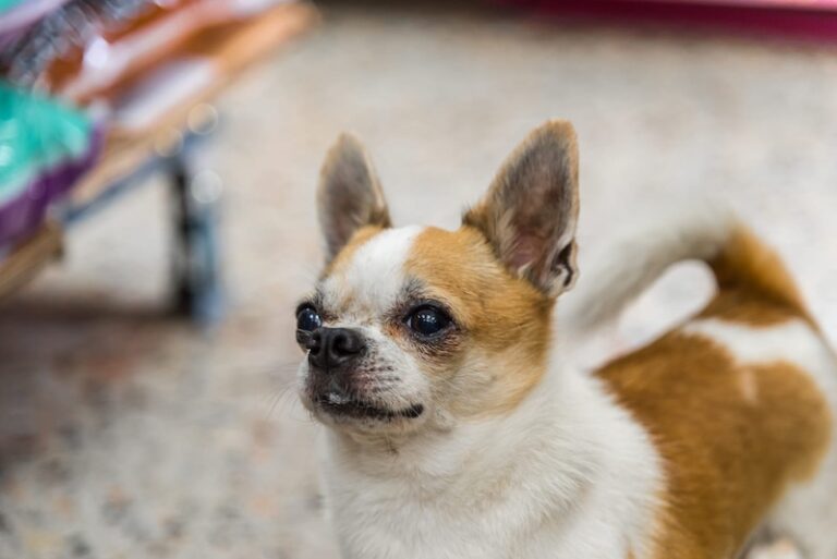 15 Best Dog Breeds for People with Minimal Yard Space