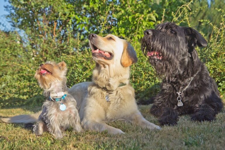 10 Pets That Can Spread Parasites to Humans
