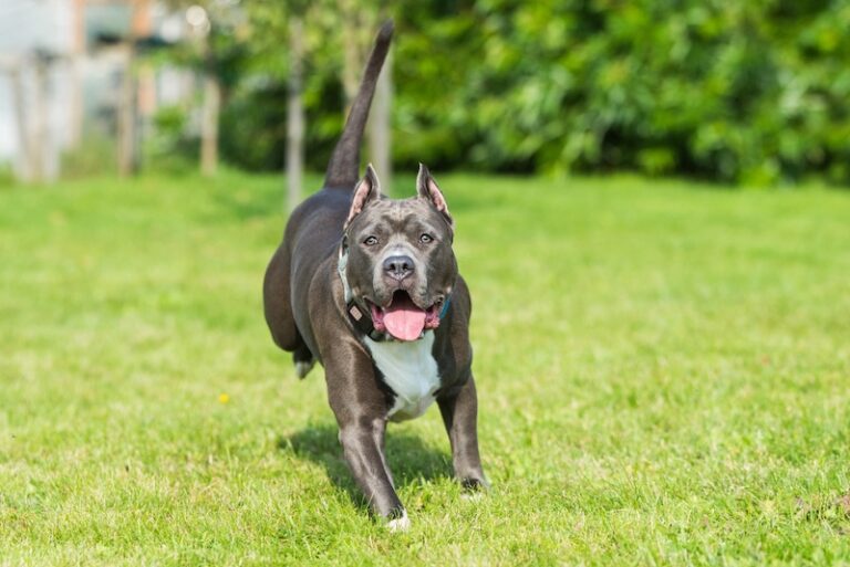 10-dog-breeds-that-were-bred-for-fighting