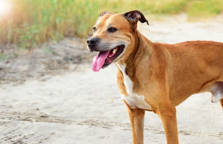 10-dog-breeds-that-were-bred-for-fighting