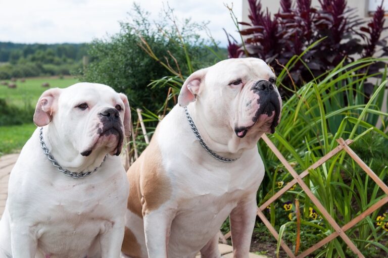 10-dog-breeds-that-were-bred-for-fighting