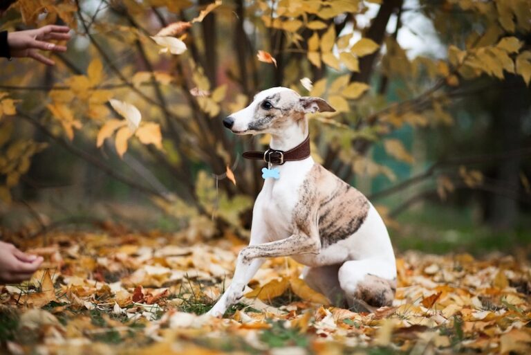 Curated visual reference: Outdoor Dog Breeds That Require Minimal Maintenance Reference: 10 Dog Breeds That Need Minimal Grooming