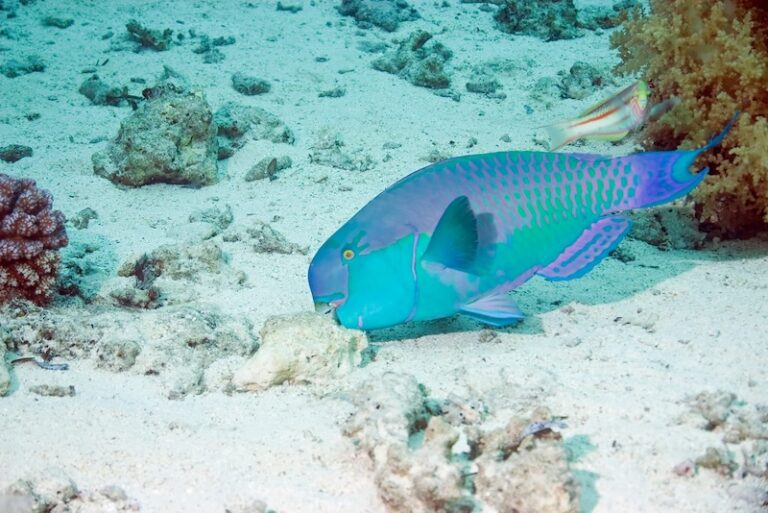 10 Fish That Can Bite Through Bone