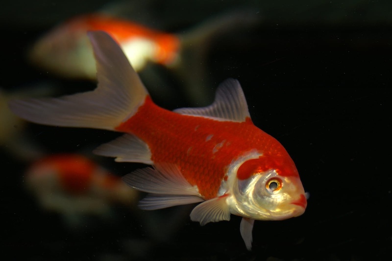 fantail goldfish