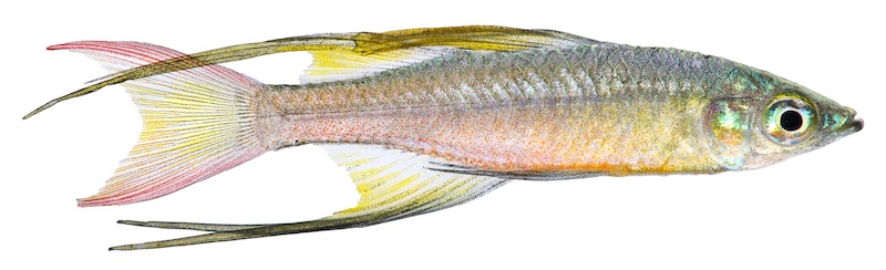 threadfin-rainbowfish