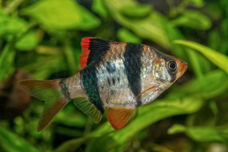 tiger barb