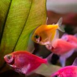 How to Tell If a Fish Is Stressed