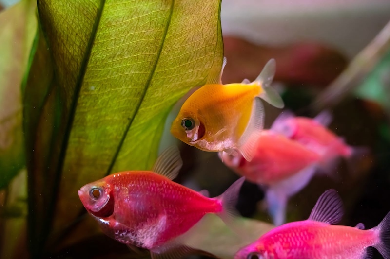 How to Tell If a Fish Is Stressed