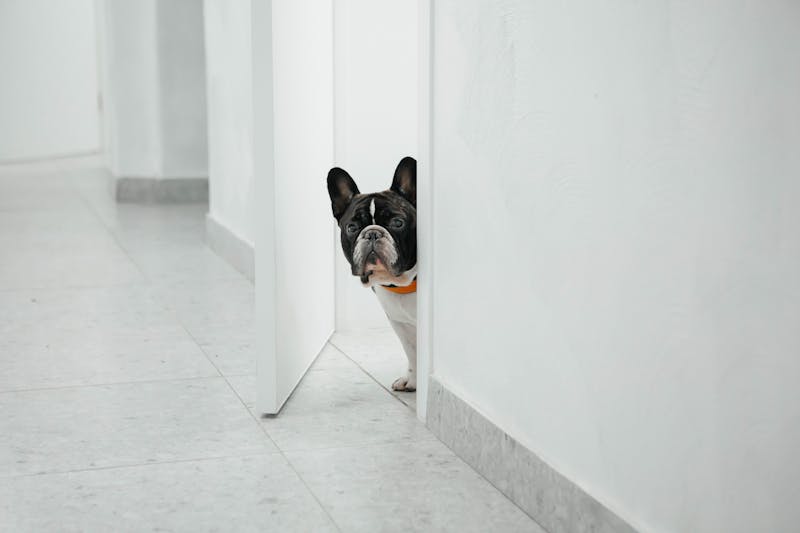 why does my dog follow me to the bathroom