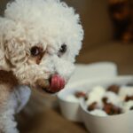 what happens is a dog eats chocolate