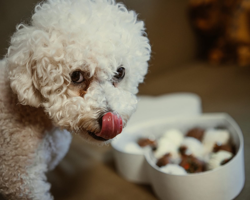 what happens is a dog eats chocolate