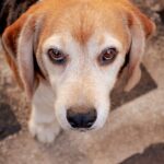 why does my dog stare at me