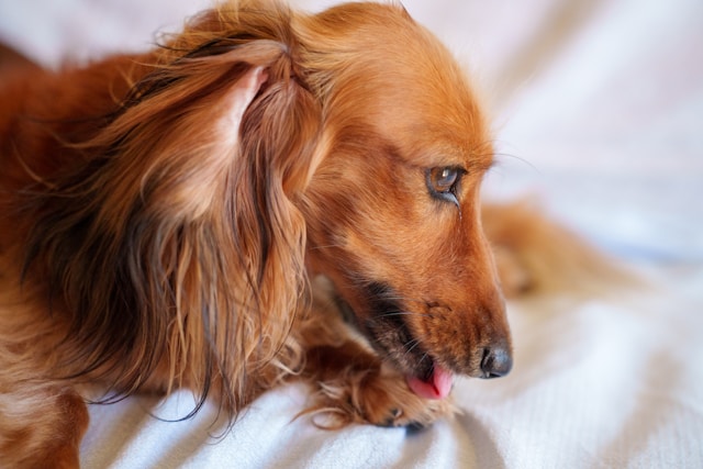 why does my dog lick blankets