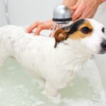 how often should you really bathe a dog