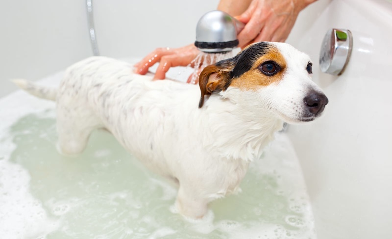 how often should you really bathe a dog