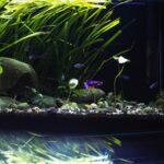 10 gallon fishtank