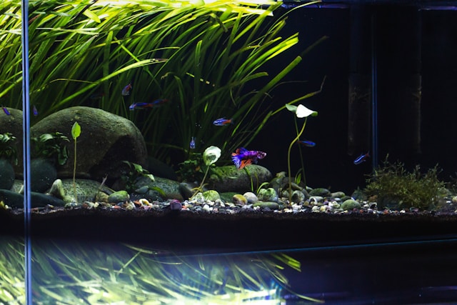 10 gallon fishtank