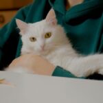 cat health issues
