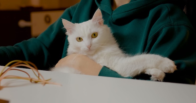 cat health issues