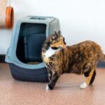 cat peeing outside litter box