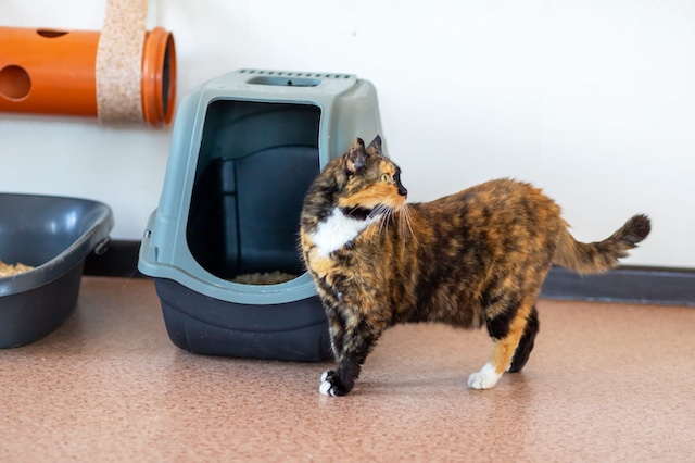 cat peeing outside litter box