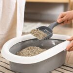 How Often Should I Change My Cat’s Litter