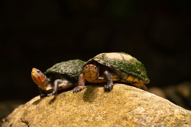 How Long to Leave a Turtle Basking Light On