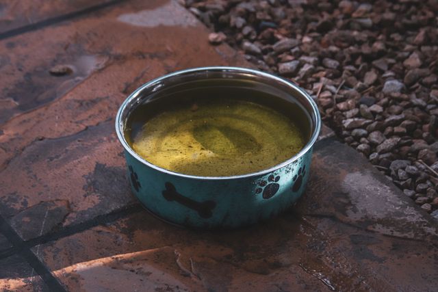 how often to clean dog water bowl